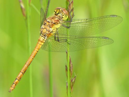 Sympetrum striolatum